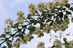 茉莉花
