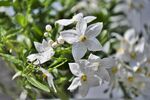 茉莉花