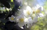 茉莉花
