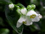 茉莉花