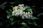 茉莉花