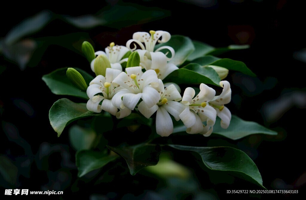 茉莉花