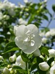 茉莉花