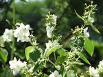 茉莉花