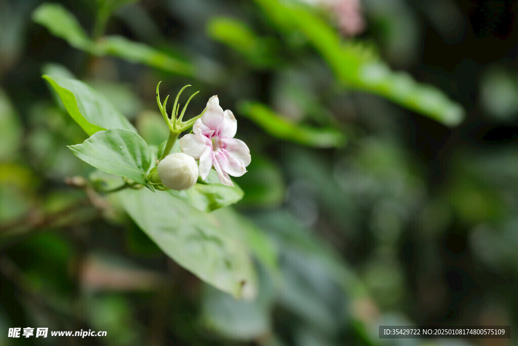 茉莉花