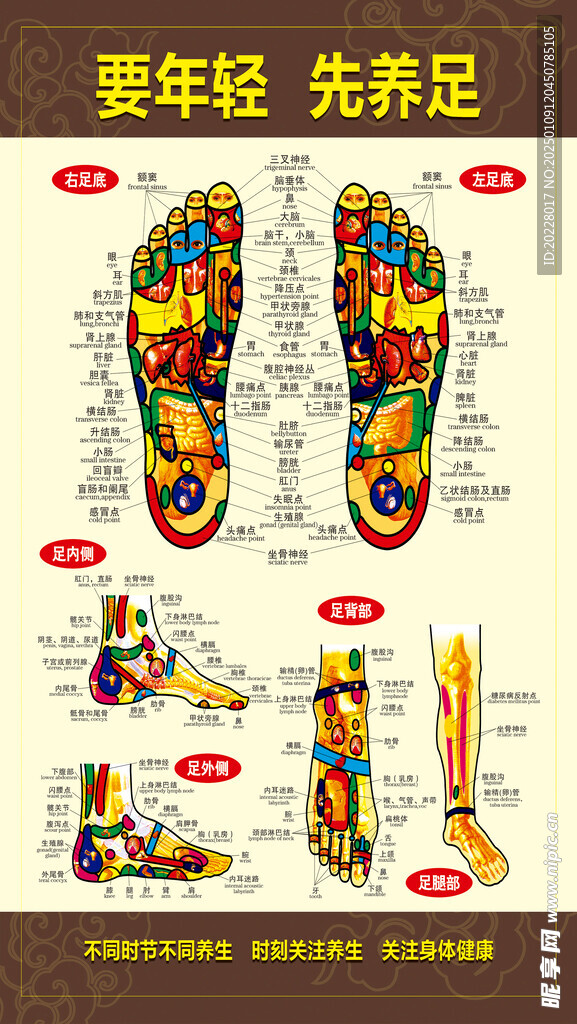 足部反射区示意图