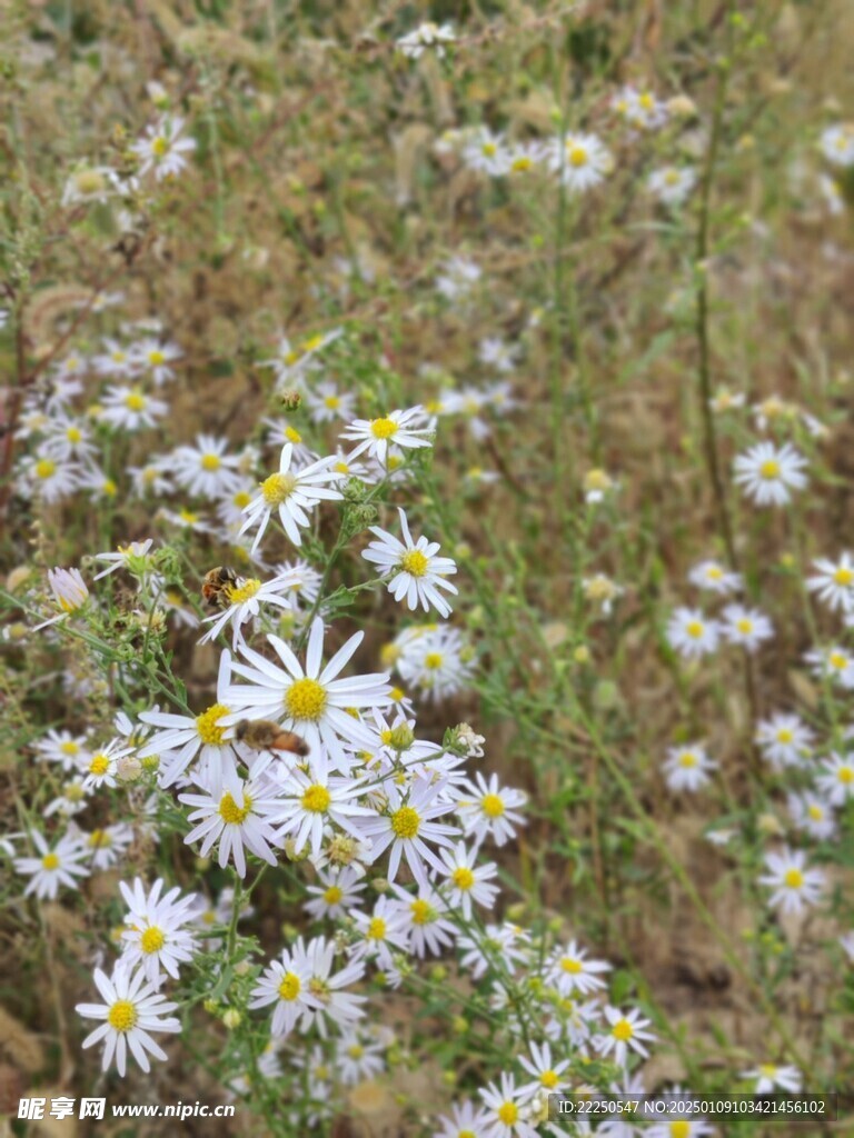 狗娃花