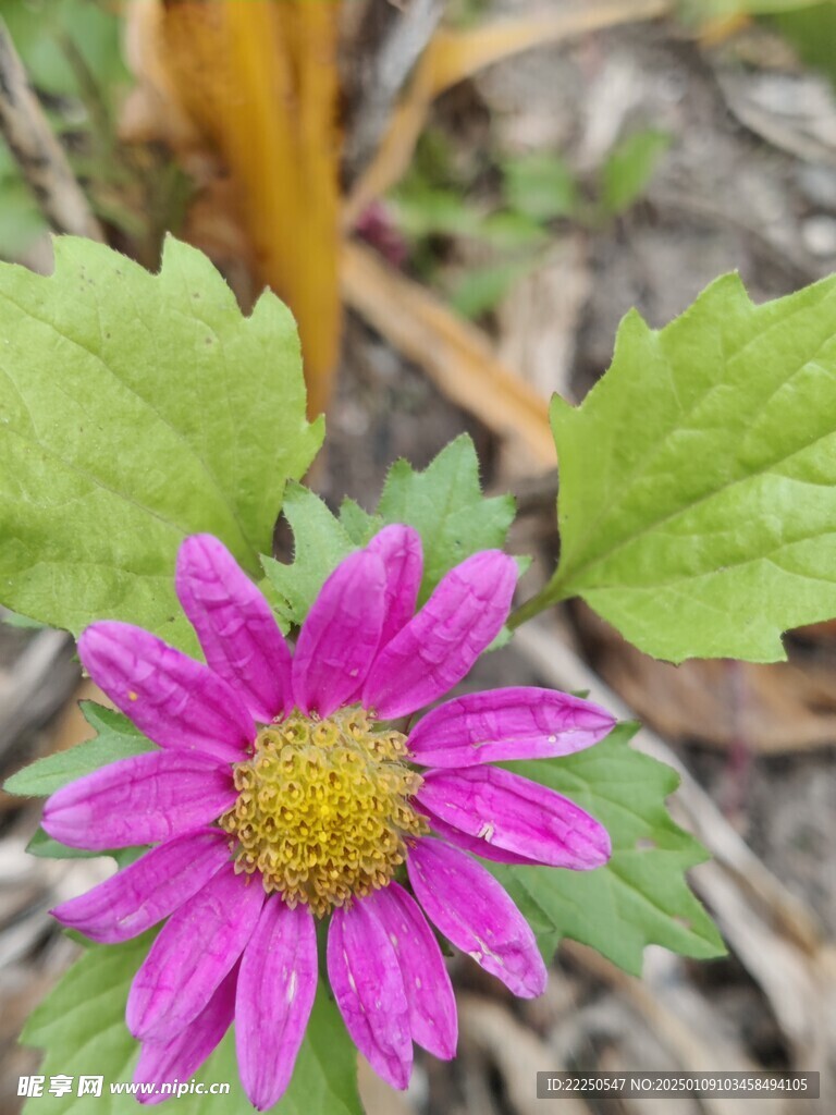 野花