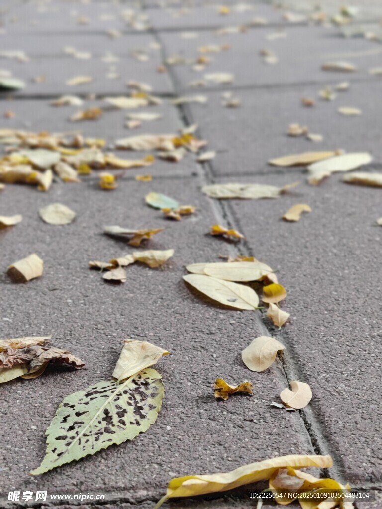 落叶