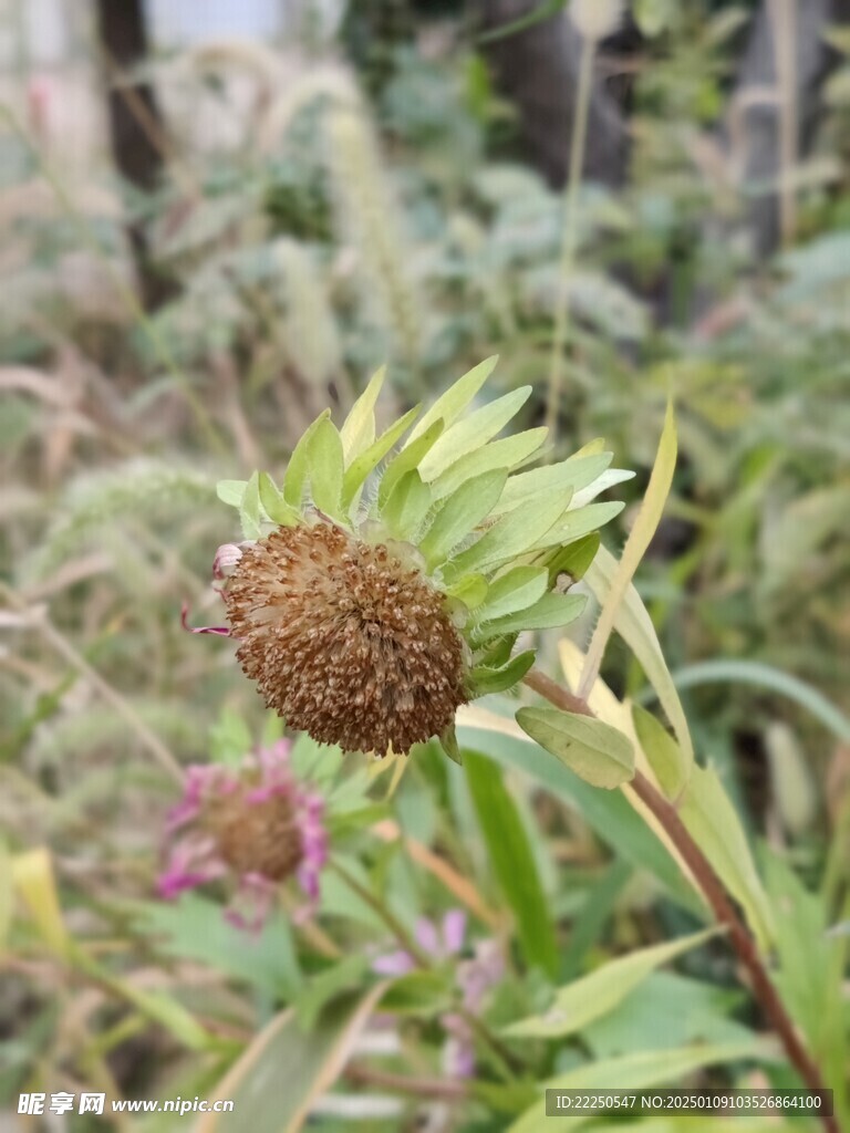 野花