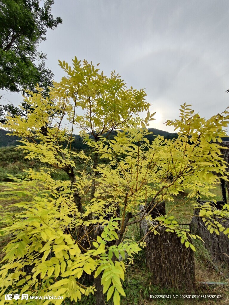 树木