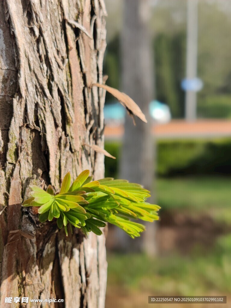 树