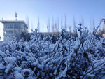 冬天树枝上的积雪