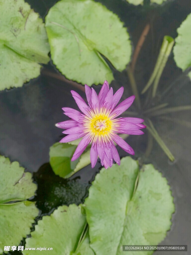 荷花 荷叶