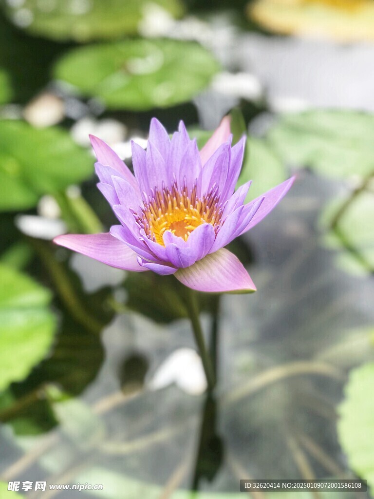 荷花 荷叶