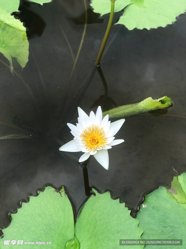 荷花 荷叶