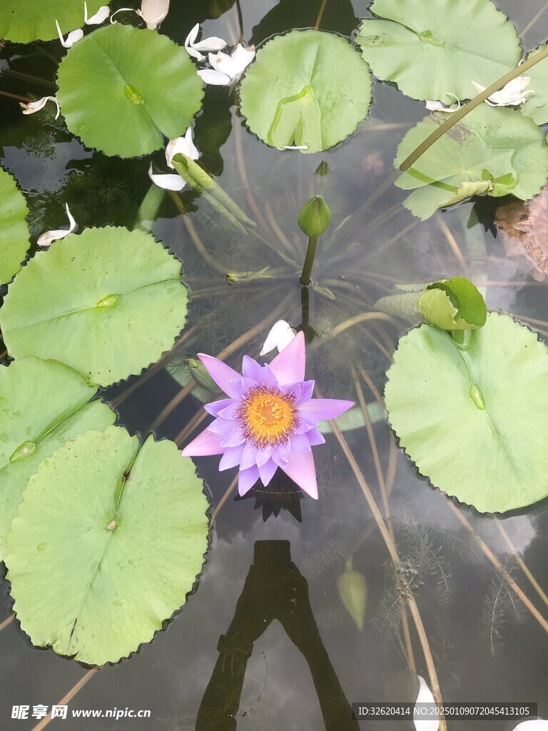 荷花 荷叶