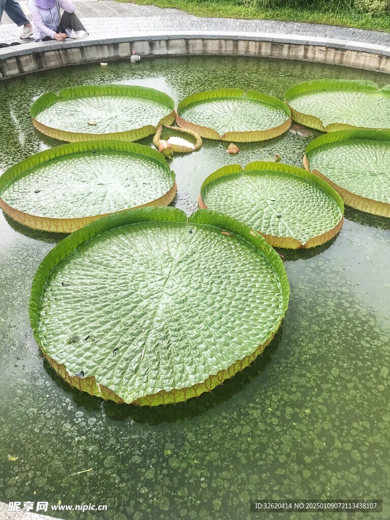 荷叶