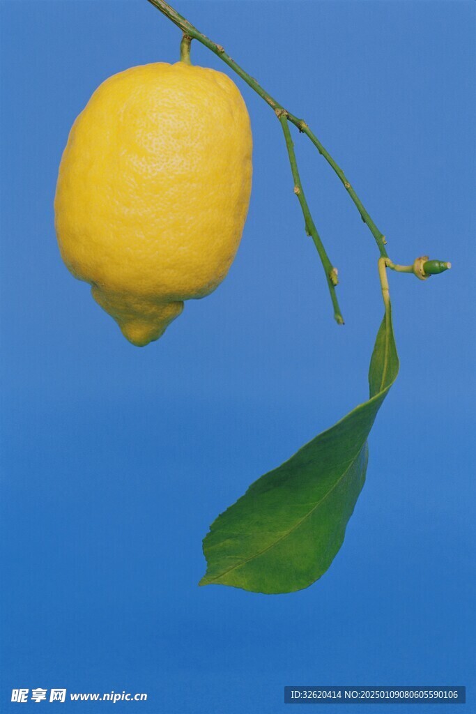 柠檬