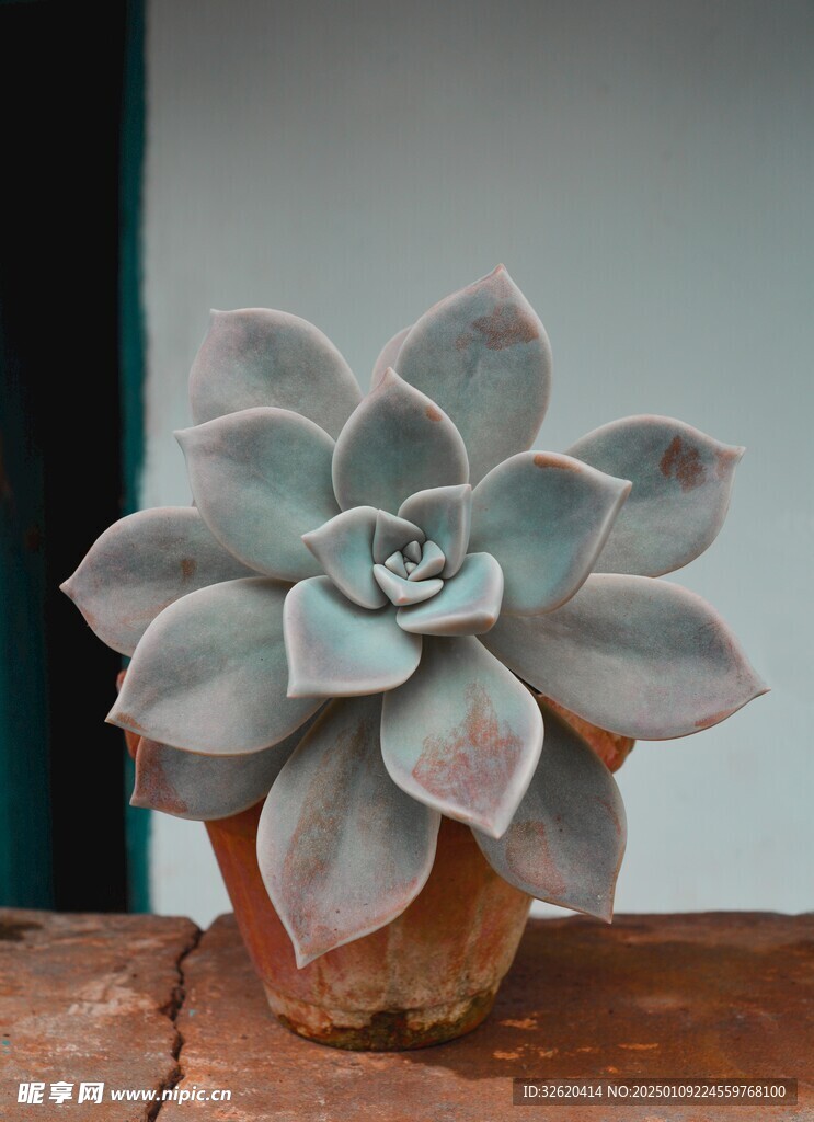 多肉