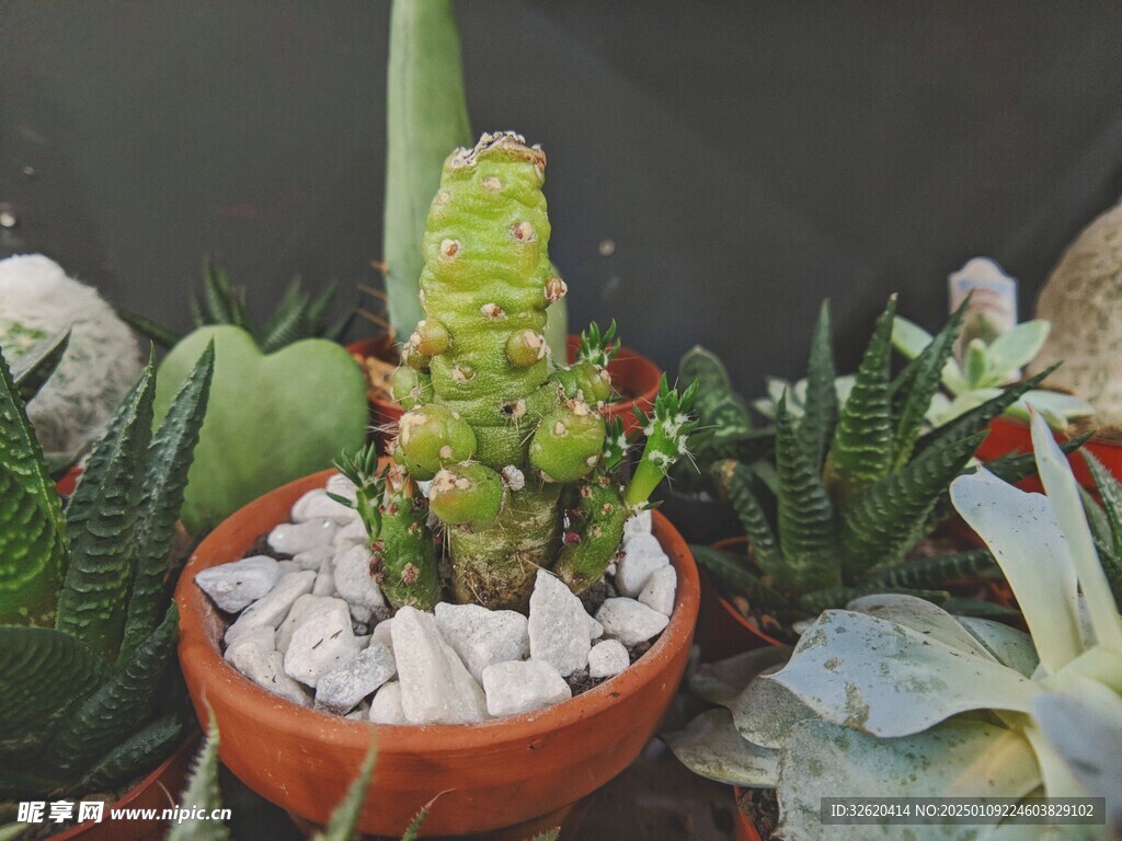多肉