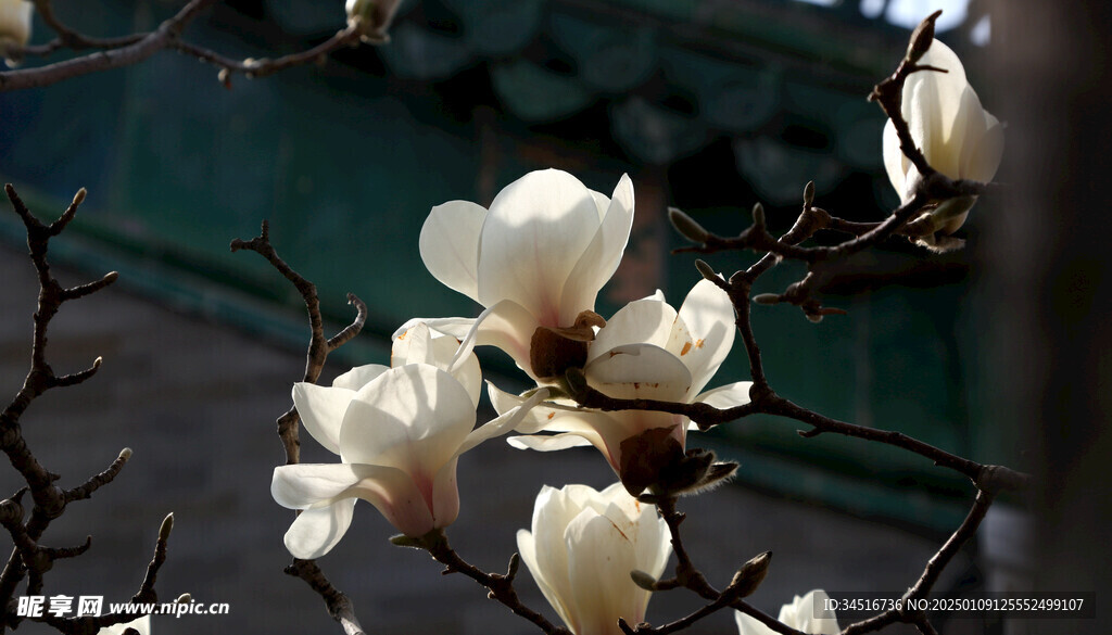 玉兰花