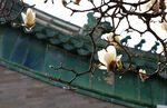 玉兰花