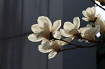 玉兰花