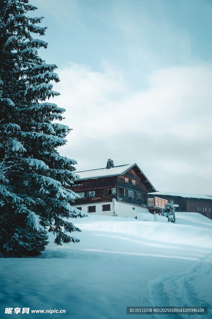 雪景 下雪 森林