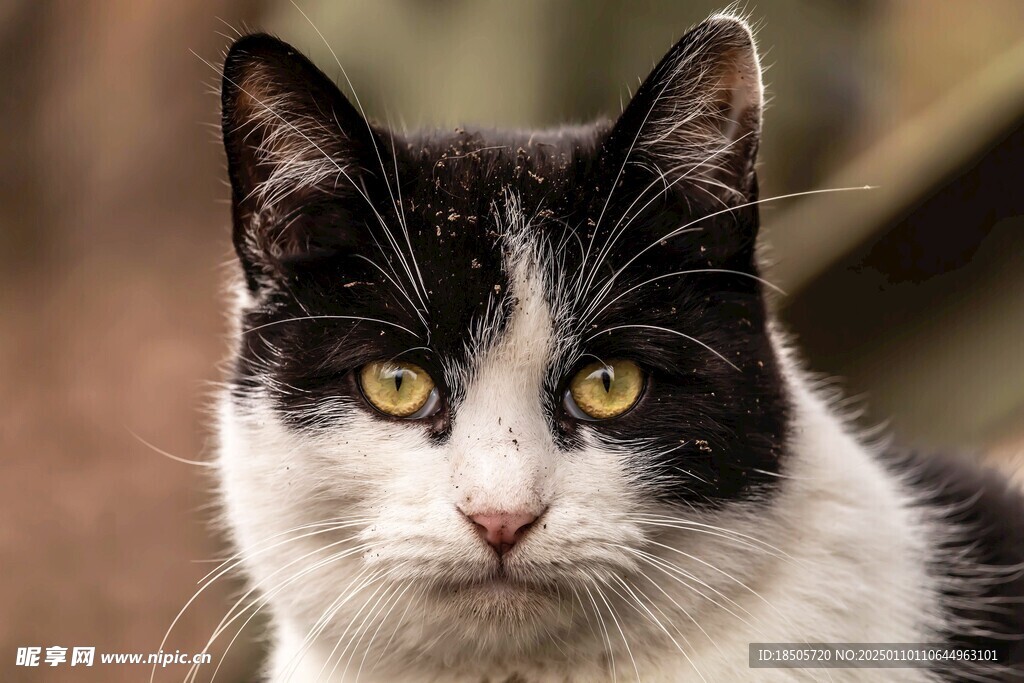 猫