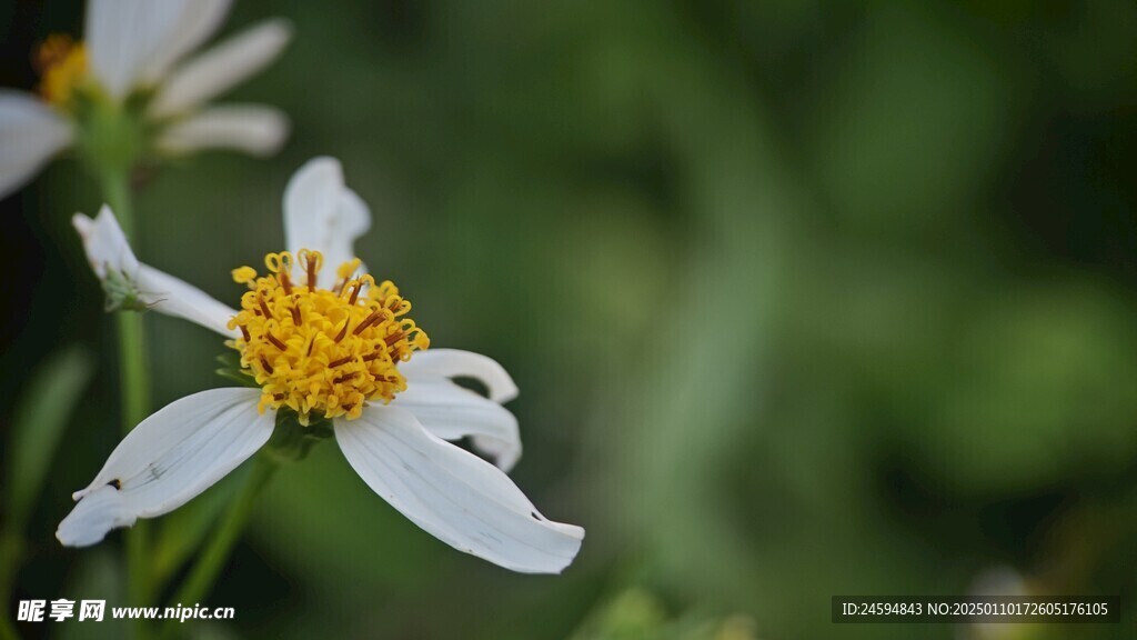 小白花