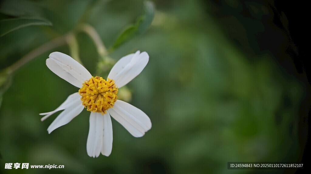 一朵小花