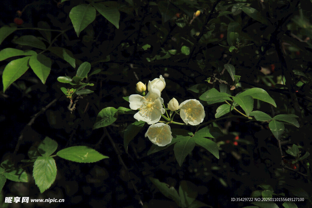蔷薇