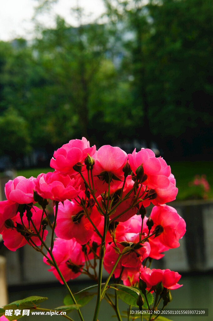 蔷薇