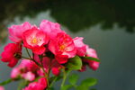 蔷薇