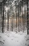 森林雪景