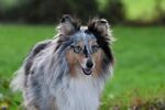 牧羊犬
