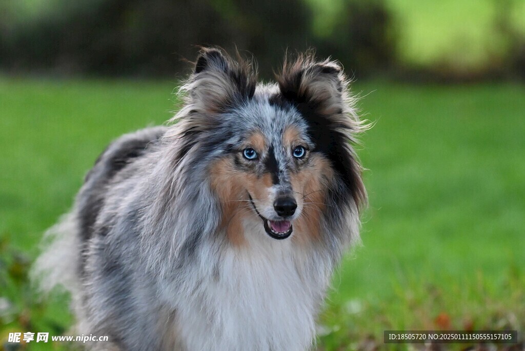 牧羊犬