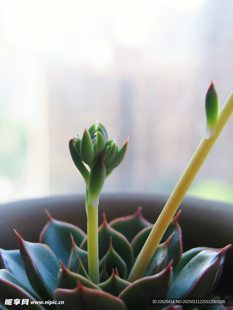 多肉