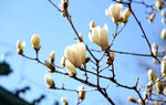 玉兰花