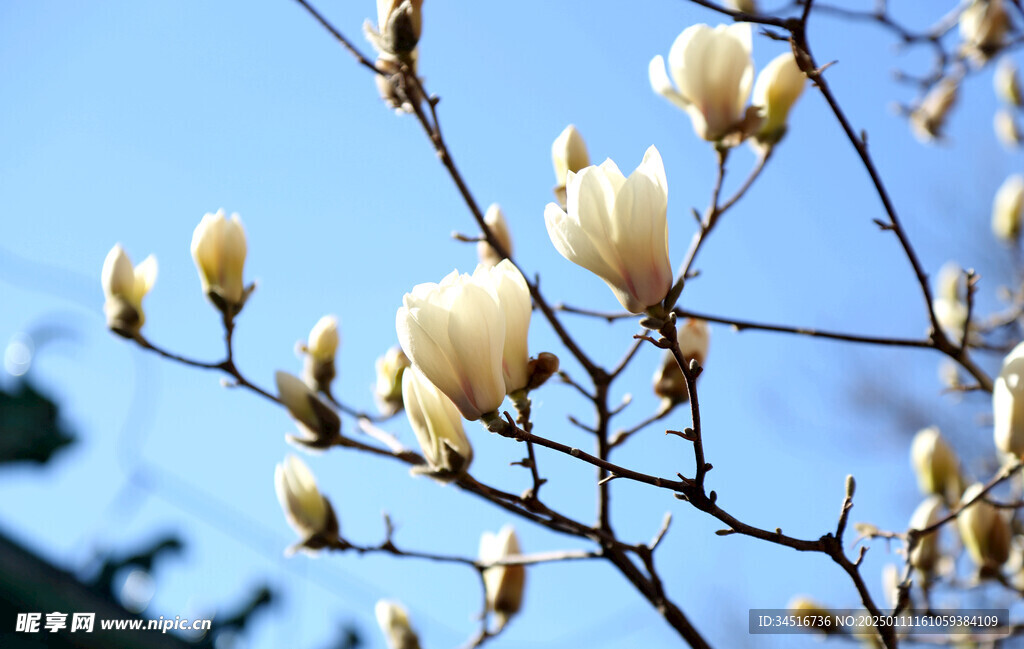 玉兰花