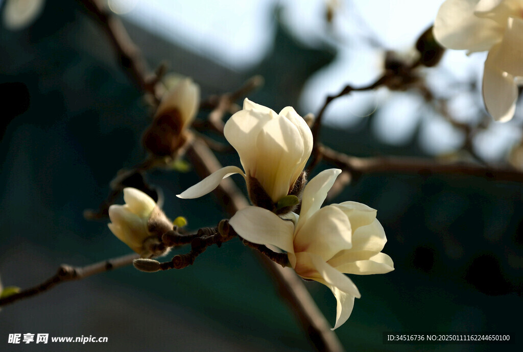 玉兰花