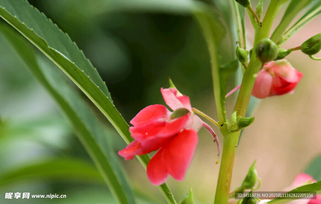 凤仙花