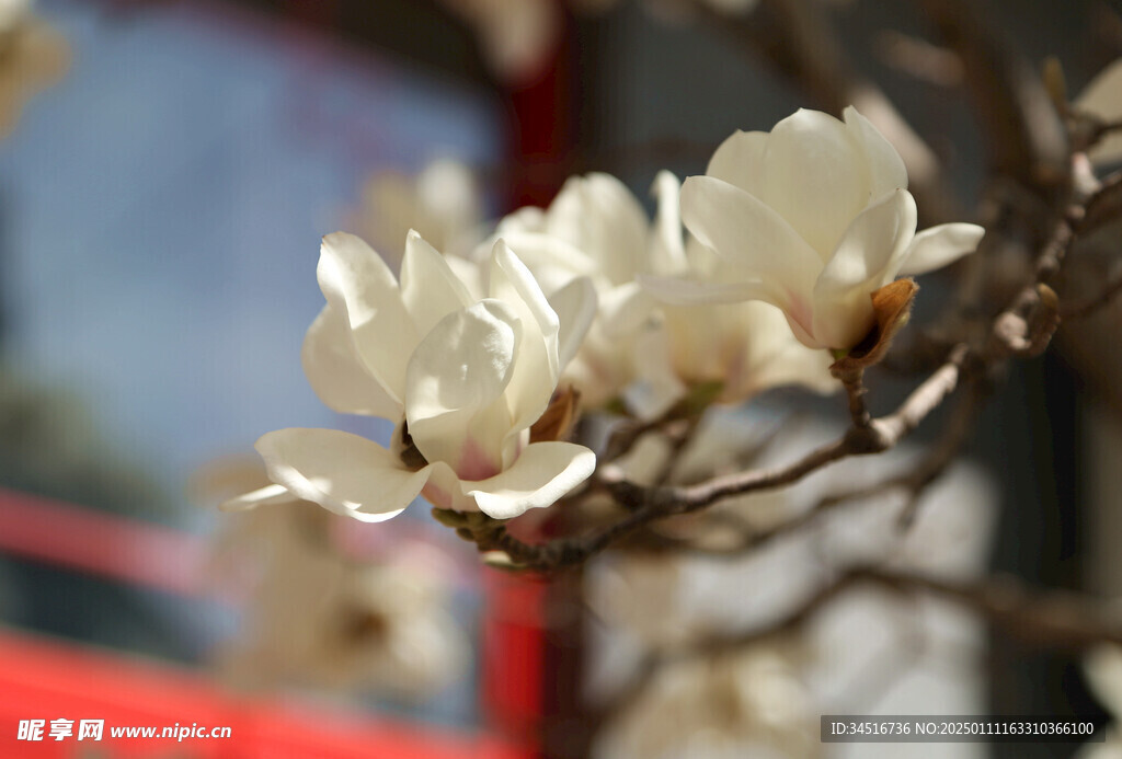 玉兰花