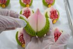 花饽饽