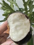 马蹄