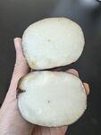 马蹄