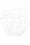 蘑菇插画花卉素描写生线稿素材