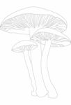 茶树菇蘑菇素描线稿速写植物插画