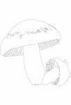 蘑菇插画线稿素描素材植物